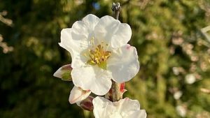 UHH: Führungen durch den Bibelgarten: Die Marienpflanzen am 06. Juni 2024 @ Loki-Schmidt-Garten, Botanischer Garten der Universität Hamburg